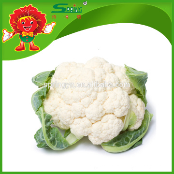 Congelado hervido de calabacines Coliflor blanco con flores de grado superior de la flor